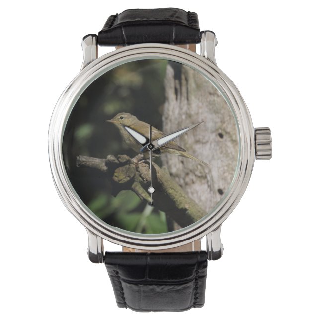 Phylloscopus collybita watch (Front)