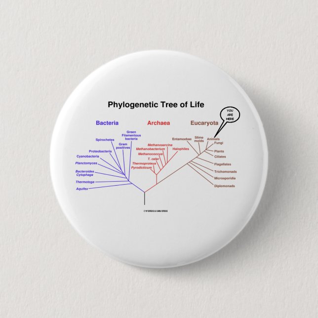Phylogenetic Tree Of Life - You Are Here (Biology) 2 Inch Round Button (Front)