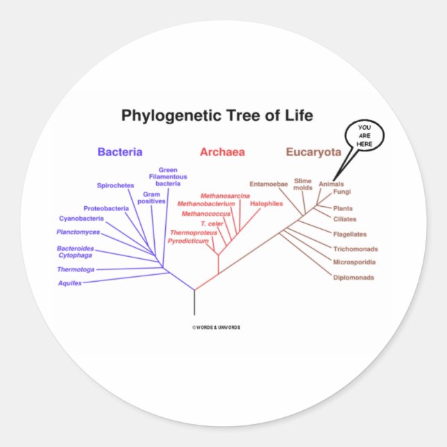 Phylogenetic Tree Of Life - You Are Here (Biology) Classic Round Sticker (Front)