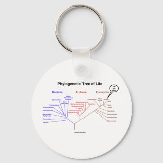 Phylogenetic Tree Of Life - You Are Here (Biology) Keychain