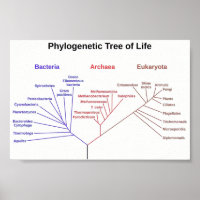 Phylogenetic Tree