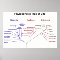 Phylogenetic Tree