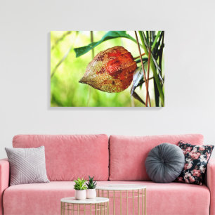 Physalis alkekengi canvas print