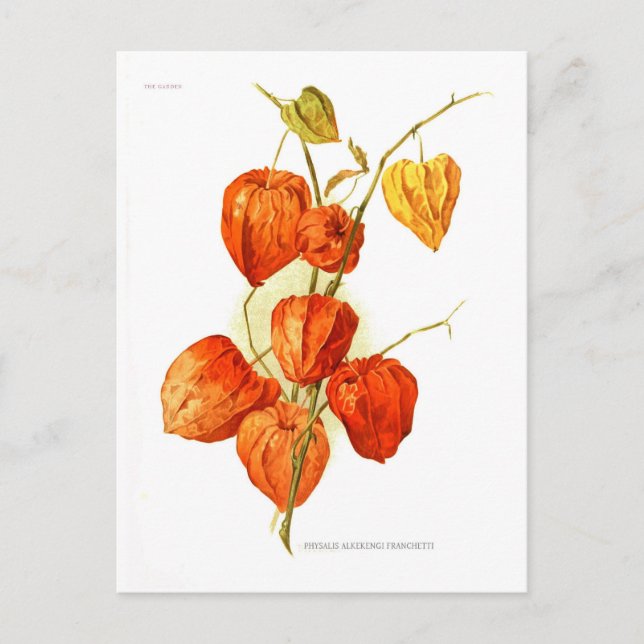 Physalis alkekengi franchetti postcard (Front)