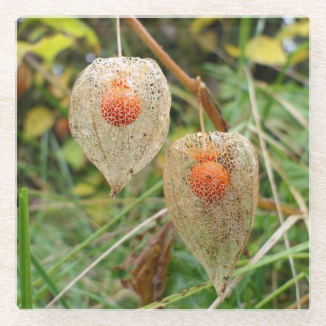 Physalis alkekengi glass coaster (Front)