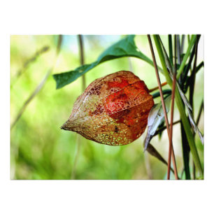 Physalis alkekengi photo print