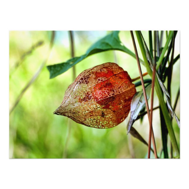 Physalis alkekengi photo print (Front)