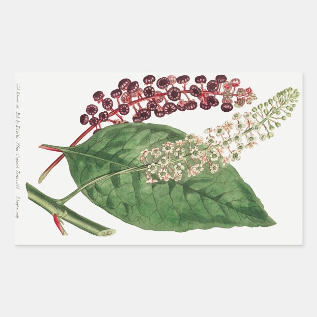 Phytolacca Decandra (American Pokeweed) (1806) Sticker (Front)