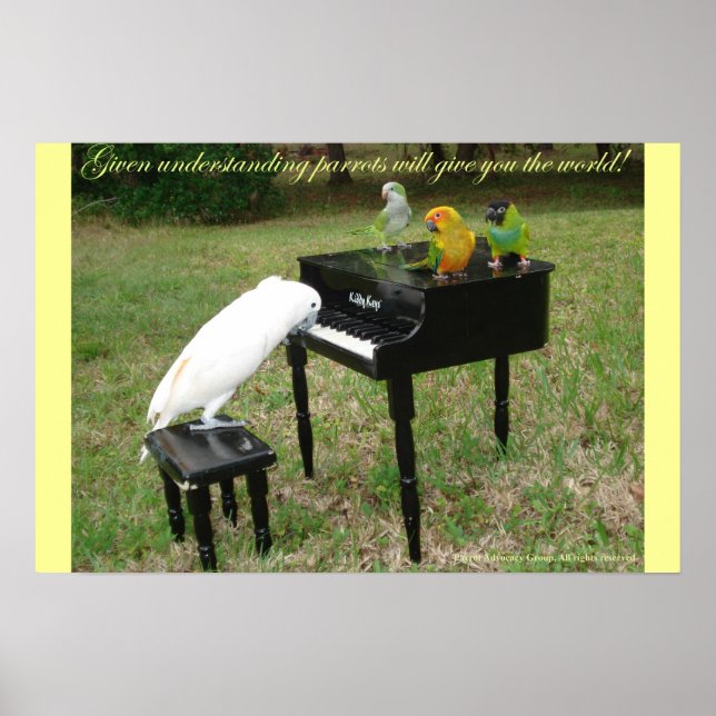 Pianist Parrots Poster (Front)