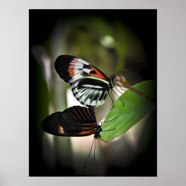 Piano Key Pairing Poster (Front)