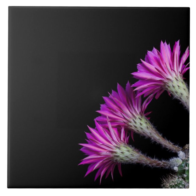 Piazza pink cactus blooms from all around tile (Front)