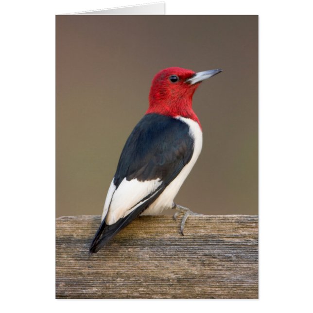 Pic à tête rouge sur une clôture (Devant)