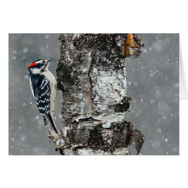 Pic Downy en neige - Photo originale (Devant horizontal)
