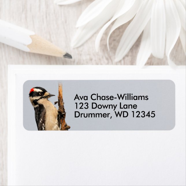 Pic Downy mou sur arbre aux fruits (En situation)