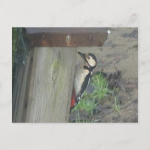 Pic mignon sur boîte do-it-yourself carte postale