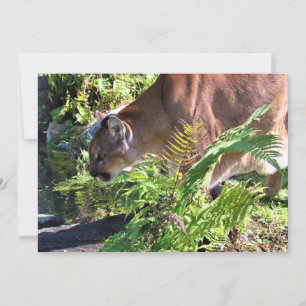 Pic of a Cougar Drinking from a stream Flat Card