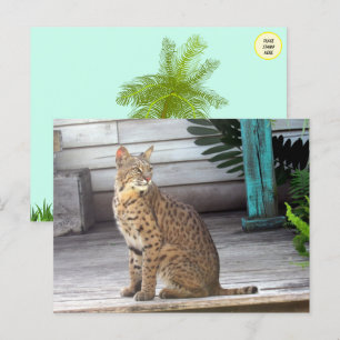 Pic of a Florida Bobcat Postcard