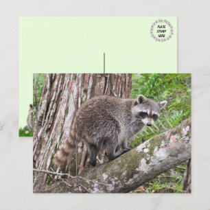 Pic of a Foraging Raccoon Postcard