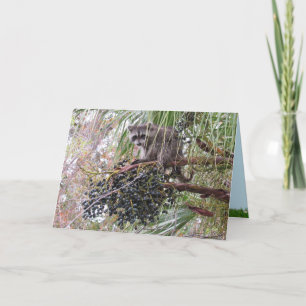 Pic of a Young Raccoon Eating Berries Card