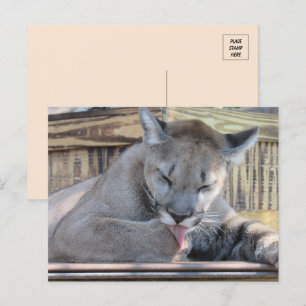 Pic of an 11 month old Cougar Cub Pic Postcard