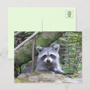 Pic of An Adorable Baby Raccoon Postcard