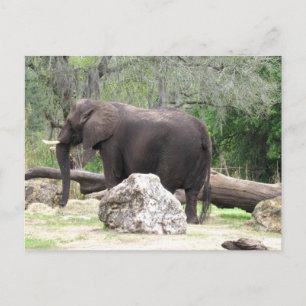 Pic of an African Elephant Postcard