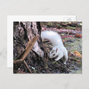Pic of White Squirrel - Kissimmee Fl Postcard