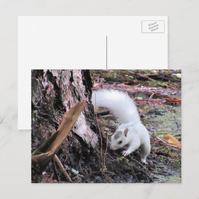 Pic of White Squirrel - Kissimmee Fl Postcard (Front/Back)