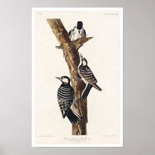 Pic rouge coquillé par Audubon Poster
