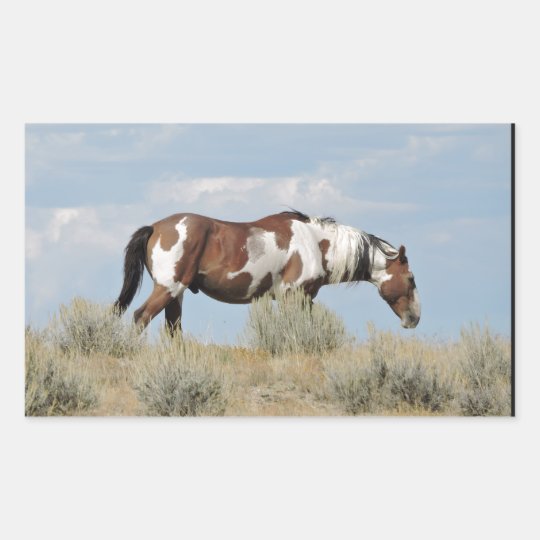 Picasso, Stallion of Sand Wash Basin, Colorado Sticker