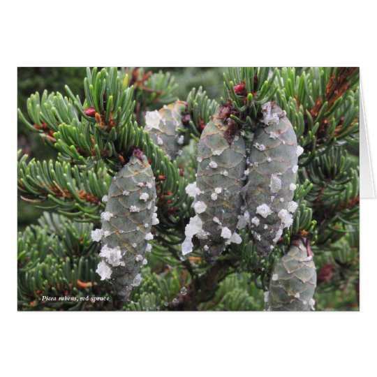 Picea rubens, red spruce card