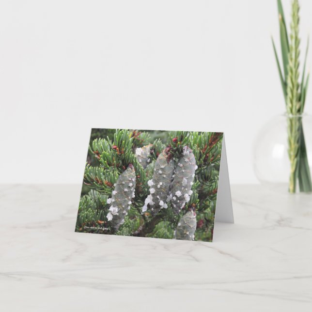 Picea rubens, red spruce holiday card (Front)