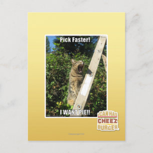 Pick Faster! Postcard