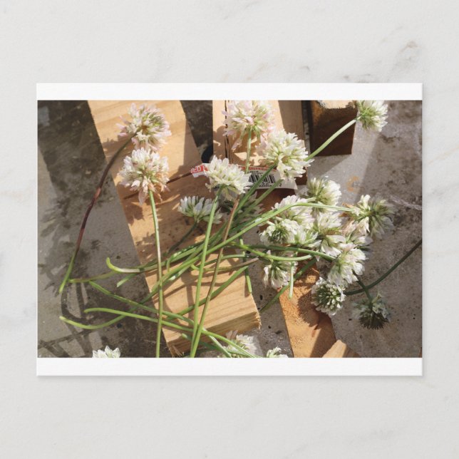 Picked Spring Flowers Postcard (Front)