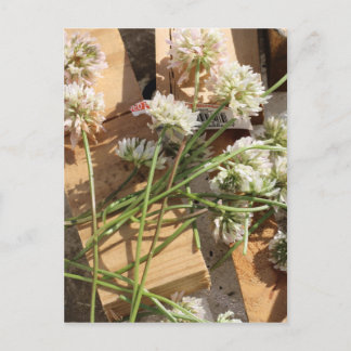 Picked Spring Flowers Postcard