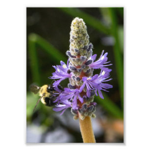 Pickerelweed and Bumblebee Photo Print