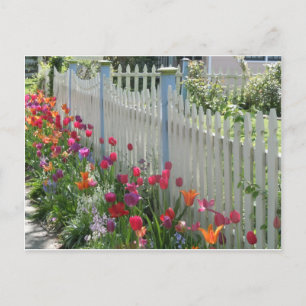 Picket blanc avec carte postale Tulips