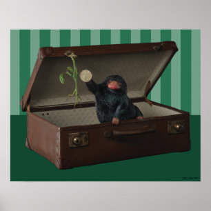 Pickett & Teddy in Briefcase Poster