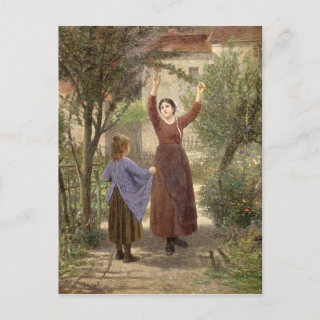 Picking Cherries Postcard (Front)