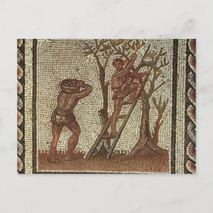 Picking Fruit, Roman Mosaic Postcard
