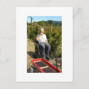 Picking Olallieberries in Northern California Postcard