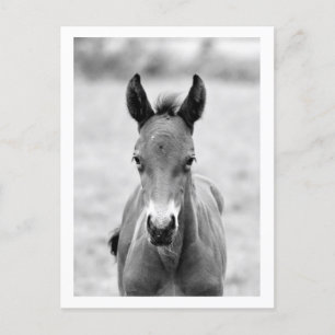 Pickle the Foal Postcard