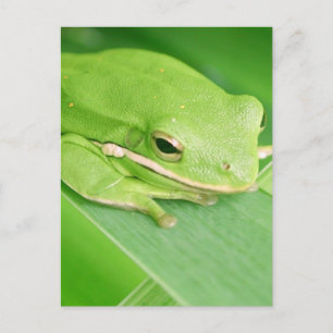 Picture of a Tree Frog Postcard