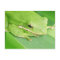 Picture of a Tree Frog Postcard