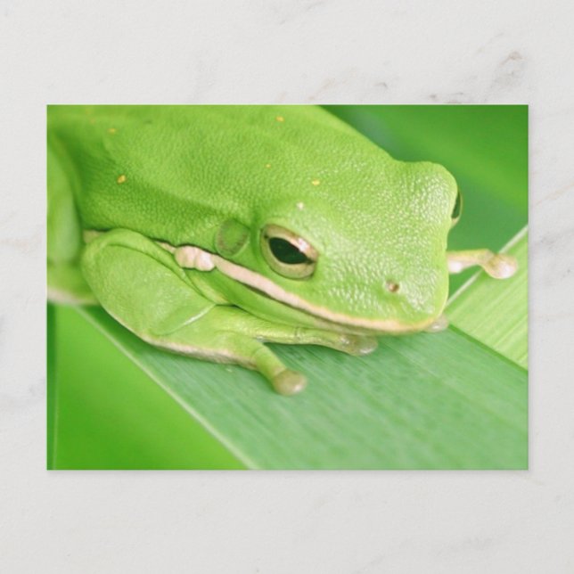 Picture of a Tree Frog Postcard (Front)