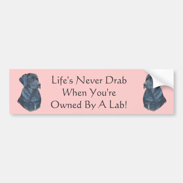 picture of black labrador dog with fun slogan bumper sticker (Front)