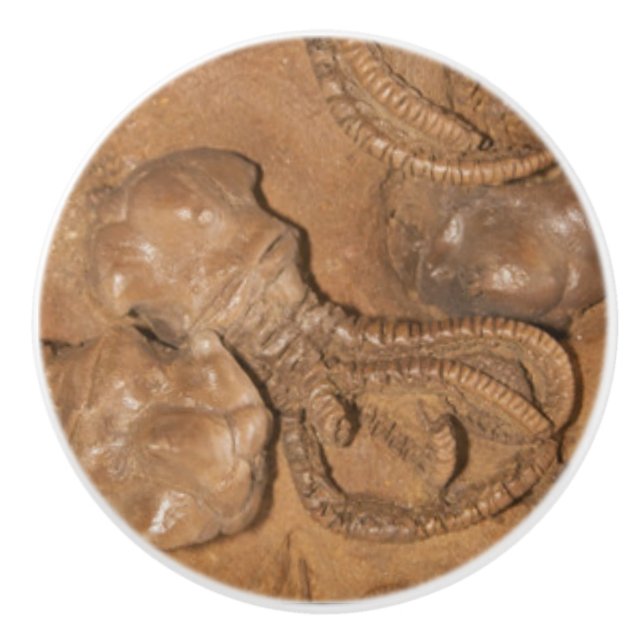 Picture of Fossil Sandstone Ceramic Knob (Front)