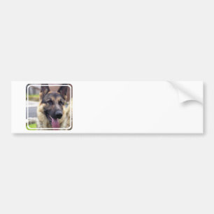 Picture of German Shepherd  Bumper Stickers