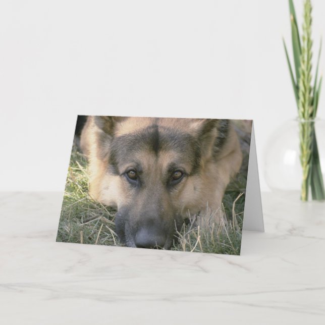 Picture Perfect Cute Puppy Dog Card (Front)