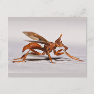 Picture-winged Fly. Postcard